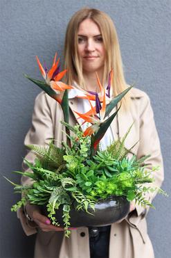 Strelicja Czerń, egzotyczna kompozycja w misie, wys.55cm