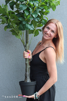 Pomarańcza, sztuczne drzewko w osłonce donicy