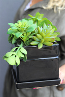 Black Jellia, kompozycja sukulenty w donicy
