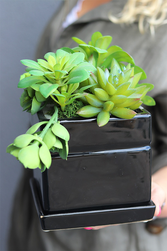 Black Jellia, kompozycja sukulenty w donicy