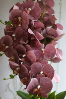 Nemia Hermana, fioletowy gumowy storczyk w doniczce