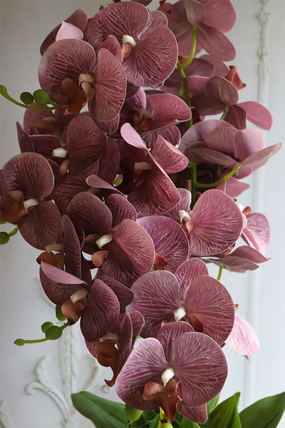 Nemia Hermana, fioletowy gumowy storczyk w doniczce