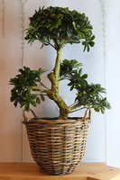 Bonsai Azalia Rattania, sztuczna roślina w donicy