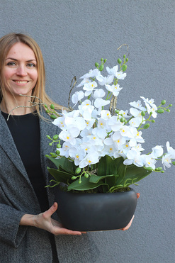 Blackita, storczyk w czarnej donicy, wys.55cm