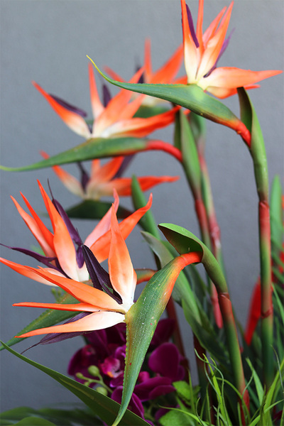 Strelicja&Orchidea Saute, kompozycja kwiatowa XXL do Twojej donicy