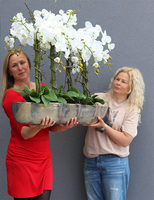 Snake Modern XXL, sztuczny storczyk w srebrnej donicy, wym.79x120cm