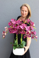 Glamour Felinato, fioletowy gumowy storczyk,wys.60cm 