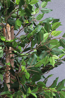 Drzewko Ficus Benjamin, sztuczne drzewo w ozdobnym koszu, wys.197cm