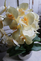 Fedrai, żółty sztuczny storczyk, wys.57cm 