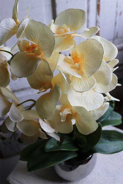 Fedrai, żółty sztuczny storczyk, wys.57cm 