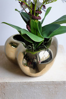 Orchid Heart, gumowy storczyk w złotej misie