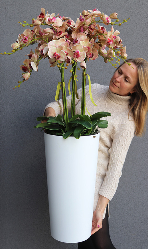 gumowy storczyk w białej donicy, Mediolan Celentano Granada, wys.118cm 