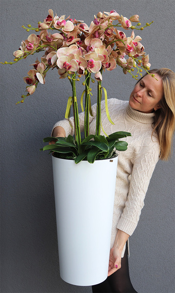 gumowy storczyk w białej donicy, Mediolan Celentano Granada, wys.118cm 