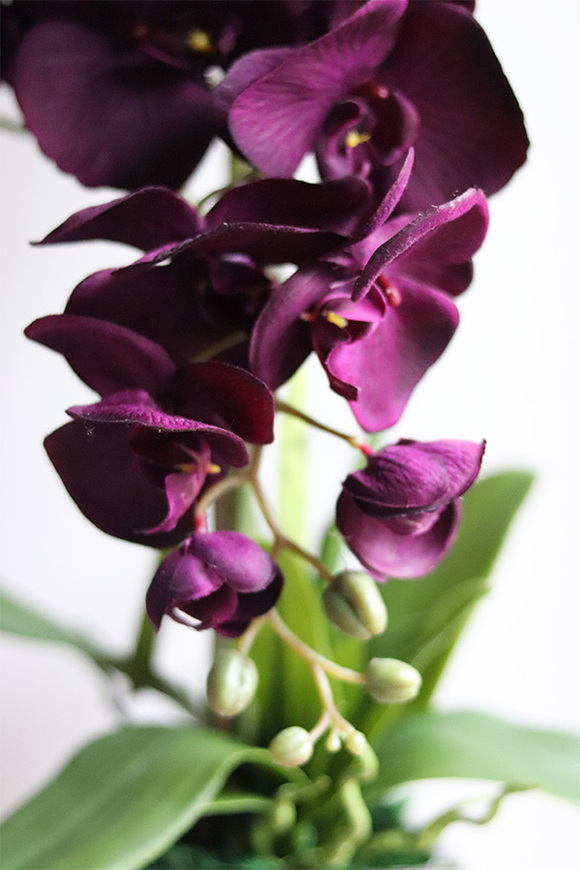 Bakłażanowy Purple, fioletowy storczyk w donicy