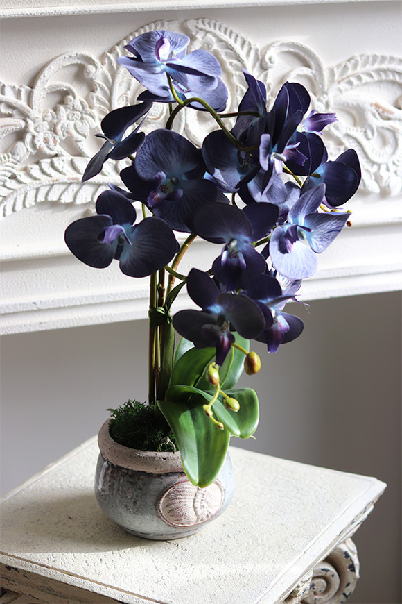 Bluema, granatowy storczyk w donicy vintage