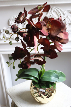 brązowy storczyk w złotej donicy, Mallona Brownie, wys.48cm 