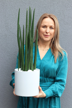 OD RĘKI Sansewieria Cylindryczna White, roślina sztuczna w donicy, wys.70cm