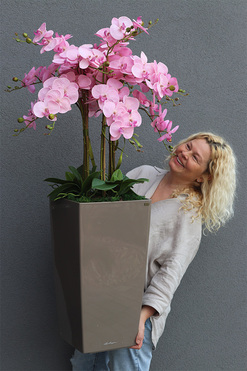 Pinkallia Cubico Mediolan, pudrowy storczyk podłogowy w donicy, wys.122cm 