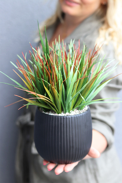 Denimo, kompozycja sukulenty w donicy