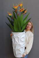 Strelicja Floria, egzotyczna kompozycja w donicy fiberglass
