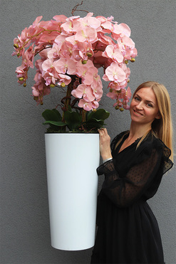 Mediolan Pudrowy Kiss, duży storczyk w białej donicy, wys.115cm