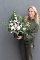 Angielska Róża, komplet dekoracji nagrobnych