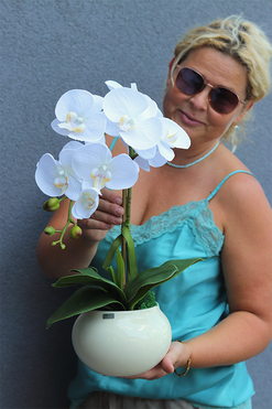 Cream and White, storczyk w kremowym naczyniu, wys.48cm