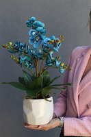 Turkuserra, niebieski storczyk w białej doniczce