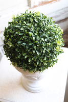 Neros, kula bukszpanowa w białym pucharze, wys.39cm 