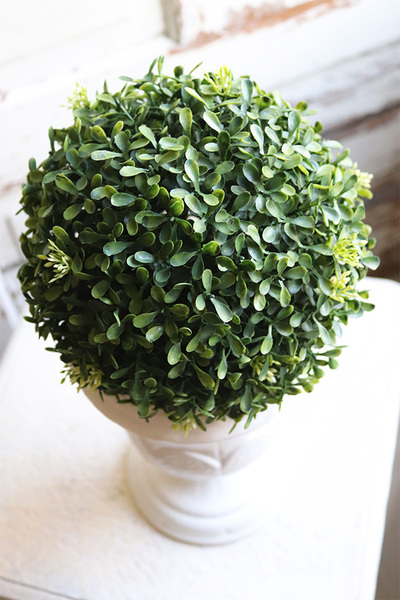 Neros, kula bukszpanowa w białym pucharze, wys.39cm 