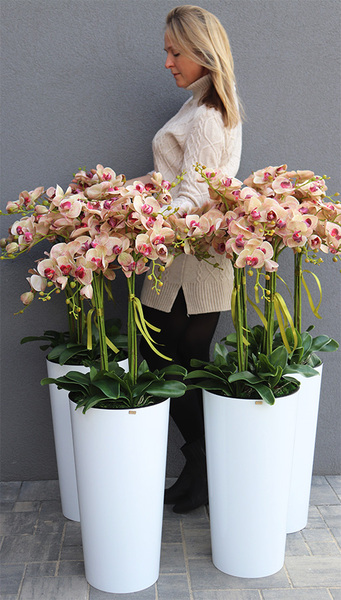 gumowy storczyk w białej donicy, Mediolan Celentano Granada, wys.118cm 