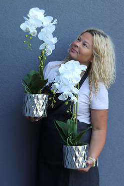 elegancki storczyk w srebrnej donicy Silvebia, 1 szt., wys.57cm