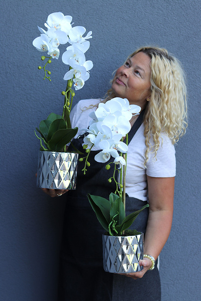 elegancki storczyk w srebrnej donicy Silvebia, 1 szt., wys.57cm