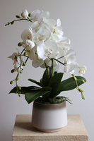 Barbara, sztuczny storczyk w osłonce ombre