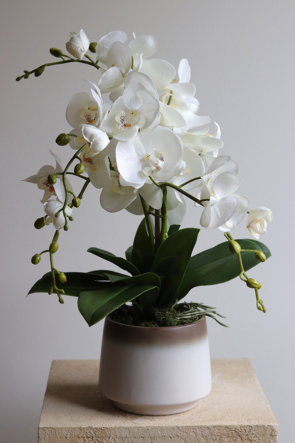 Barbara, sztuczny storczyk w osłonce ombre