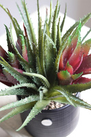 Aloes Black Modern, sukulenty w czarnej donicy