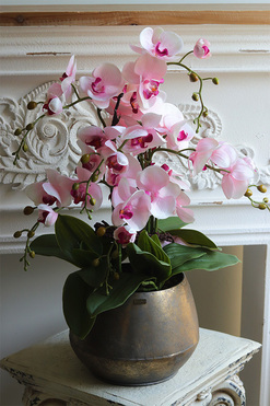 Nedera Pink, storczyk w złotej osłonce, wys.61cm