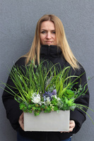 Jedona 2, kompozycja sukulenty w betonowej donicy