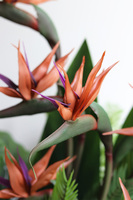 Strelicja Marmurra, kompozycja w wysokiej donicy	