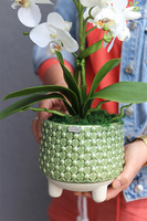 Turtle, sztuczny storczyk w zielonej osłonce