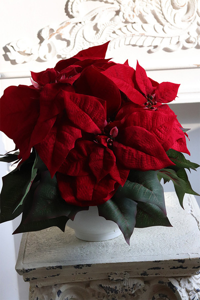 Simplena, wysokiej jakości Gwiazda Betlejemska