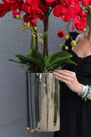 Red Velvet Manfredo, czerwony storczyk w wąskiej donicy