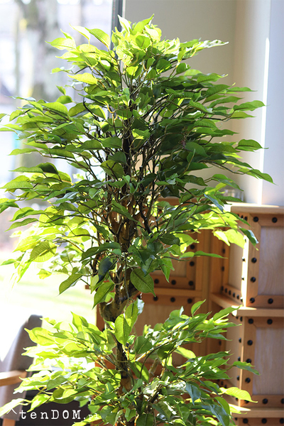 Fikus Benjamin D, sztuczna roślina w doniczce