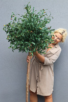 Oliwka Ares Blue, sztuczne drzewko w kobaltowej donicy