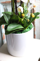 Biała Kromena, sztuczny storczyk w białej donicy, wys.94cm 