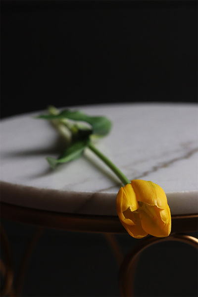 Marzia Yellow, tulipan gumowy, gałązka
