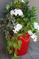 Orchideno Modern Classico, kompozycja ze storczykiem w czerwonej donicy