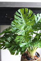 Monstera Gold Hilton, drzewko sztuczne w donicy