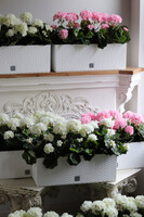 różowe pelargonie w skrzynce balkonowej