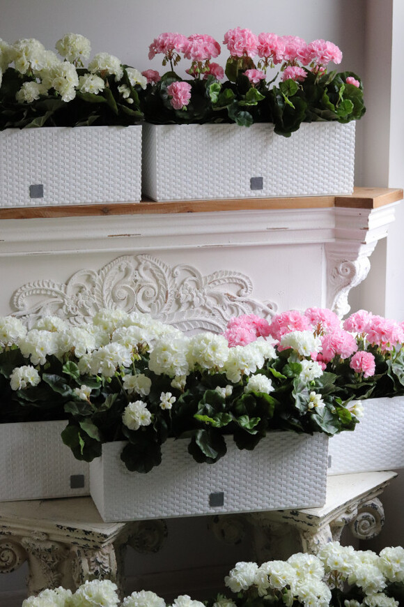 różowe pelargonie w skrzynce balkonowej